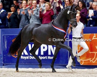 Le Formidable was the last champion named at the 2019 KWPN Stallion Licensing :: Photo © Dirk Caremans