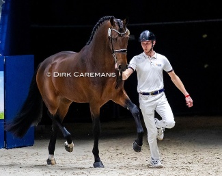 Ramiera-de J at the 2024 KWPN Stallion Licensing :: Photo © Dirk Caremans