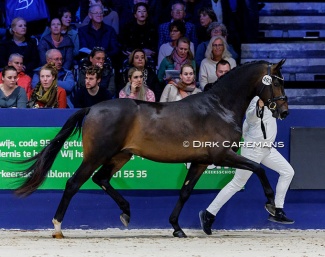 Roebel (by Romanov x  Sir Donnerhall) at the 2024 KWPN Stallion Licensing in 's Hertogenbosh :: Photo © Dirk Caremans
