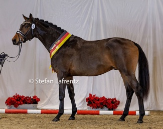 Havertz is the 2024 Trakehner Licensing champion :: Photos © Stefan Lafrentz