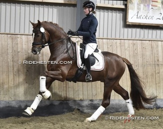Dynamic Dancer (by Dynamic Dream x Dresemann x Florestan) :: Photo © Ridehesten