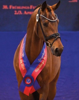 Verbier (by Von Und Zu x Dancier x St. Moritz), the 2024 Oldenburg Licensing Champion :: Photo © OLD Art
