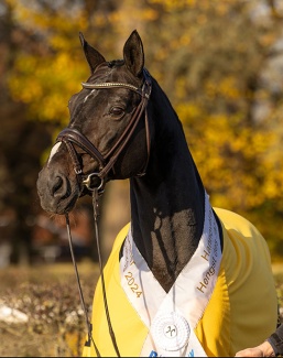 Hannoveraner Stallion of the Year: Benetton Dream by Brentano II x Rotspon :: Photo © Hannoveraner Verband