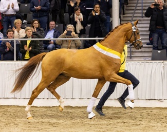 Daan G (by Hesselhøj Donkey Boss x Don Olymbrio) was the crowd favourite, premium stallion and auction record setter of the 2024 Hanoverian Stallion Licensing :: Photos © Hannoveraner Verband