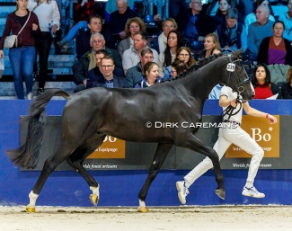 Dream Dynasty TF (by Dynamic Dream x Vitalis) at the 2024 KWPN Stallion Licensing. He has been renamed "Royal Dynamic" :: Photo © Dirk Caremans