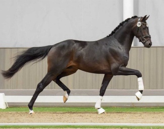 Vicente (HANN, by Vivaldon X Quaterhall) at the 2024 Westfalian Stallion Licensing