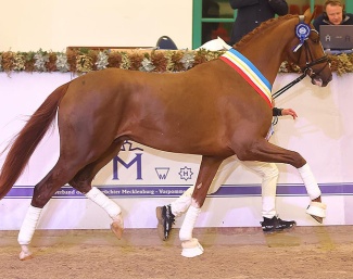 Donation PS (by Debutant PS x Totilas) that was named champion :: Photo © Stephan Bischoff / Schockemöhle