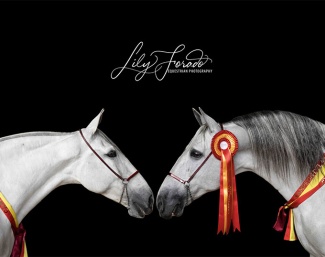 The two World Champions in the breed show - Élite Torreluna de Eda and FER Bonachon de Eda - at 2024 SICAB :: Photo © Lily Forado
