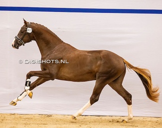 Sonic (by Las Vegas x Sir Donnerhall) at the preselection for the 2025 KWPN Stallion Licensing :: Photo © Digishots