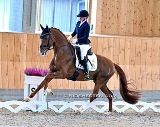 Viva Vegas at the 2024 Danish Young Horse Championships :: Photo © Ridehesten
