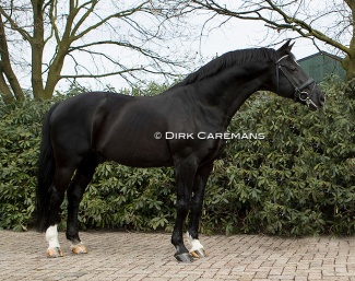 Negro at Van Olst Horses in 2017 :: Photo © Dirk Caremans