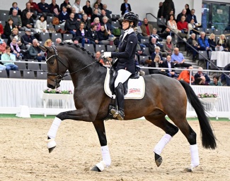 Sir Gribaldi :: Photo courtesy Gestut Sprehe