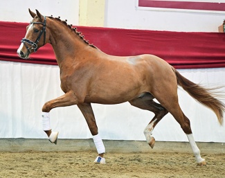 The Quaterback x Damsey at the pre-selection for the 2025 Brandenburg Stallion Licensing :: Photo © Bjorn Schroeder
