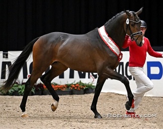 Premium stallion Go Magic (by Helium x  Friedensfürst. x Sixtus) at the 2025 Danish Warmblood Stallion Licensing