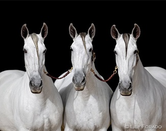A PRE mare band, called Cobra :: Photo © Lily Forado