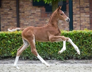 KWPN bred foal