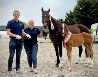 Filly champion Ewald's Elfe (OLD by Ibiza x De Niro) - Owner: ZG Klumpe, Hermann  - Breeder: Grotelüschen, Ewald