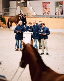 Pre-selection for the 2025 Oldenburg Stallion Licensing