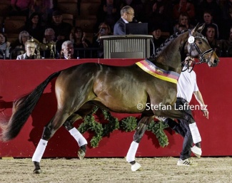 Eichenkönig (by Kentucky x Hofrat x Schwadroneur) :: Photos © Stefan Lafrentz