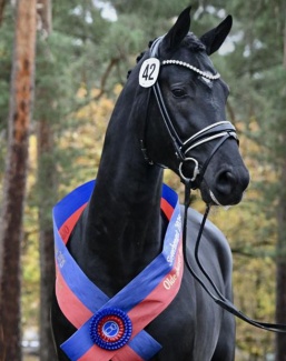 The 2025 Oldenburg Licensing champion by Bonds x Diamond Hit :: Photo © Kiki Beelitz