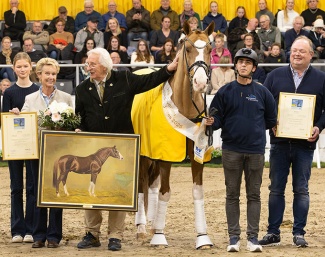 Benicio was named Hanoverian Stallion of the Year 2025 :: Photo © Hannoveraner Verband