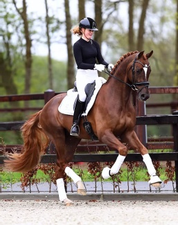 So Unique STH (by Vivino x Boston STH) at his home yard Stouwehof in The Netherlands 