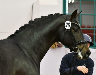 A nameless colt by Glamdale x Foundation is the 2025 Mecklenburger Licensing Champion :: Photo © PZV Mecklenburg 