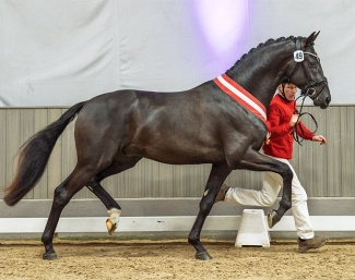 Champion Stallion So Magic (by So Perfect x Dream Boy) :: Photo © Recki