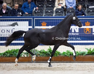 So Total in the second phase at the 2025 KWPN Stallion Licensing :: Photo © Digishots
