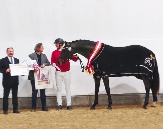 Konstantin K is the champion of the 2026 Austrian Warmblood Stallion Licensing 