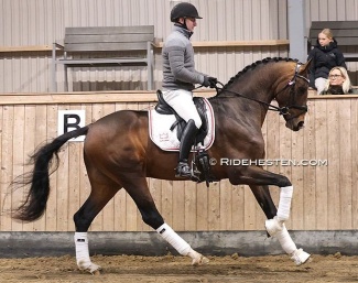 Test rider Allan Gron on Souverain at the 2026 DWB performance test :: Photo © Ridehesten
