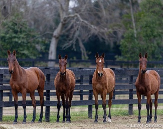 2025 US bred PRE horses at Hampton Green Farm, now turning yearlings :: Photo © Lily Forado