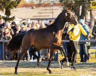 Søbakkehus Danny Ocean at the 2025 Hanoverian Stallion Licensing in Verden last October :: Photo © Hannoveraner Verband