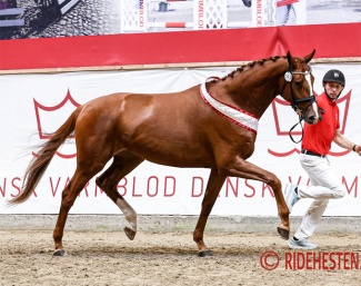 Nordstrands Femme Fetale is the 2026 Danish Warmblood elite mare champion :: Photo © Ridehesten