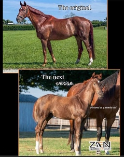 Bohemian and Rhapsody at Zen Elite Equestrian