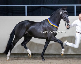 Omar Sharif at the 2022 KWPN Stallion Licensing :: Photo © Dirk Caremans