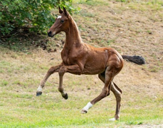Varon M (by Von und Zu x Furst Belissaro)