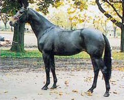 natiello