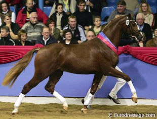 Kaiser Karl, champion of the 2005 Oldenburg Licensing :: Photo © Astrid Appels