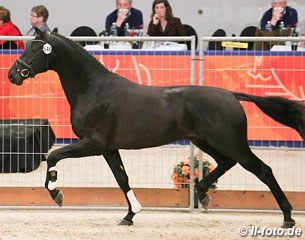 Glamourdale at the 2014 KWPN Stallion Licensing :: Photo © LL-foto