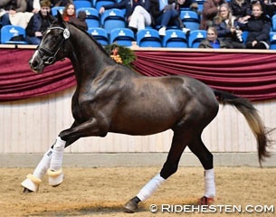 Torveslettens Sylvester
