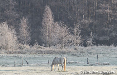 Winter wonderland