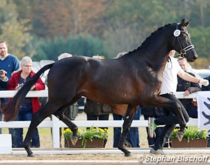 Kaiser Milton at the 2017 Trakehner Stallion Licensing :: Photo © Stephan Bischoff