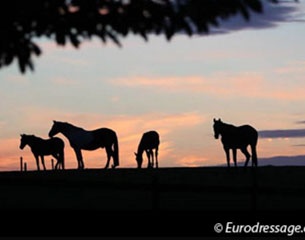 Horses in the sunset :: Photo © Astrid Appels