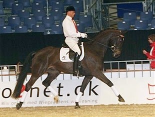 Rune Willum test riding Gorklintgards Dublet at the 2008 Danish Warmblood Young Horse Championship in Herning