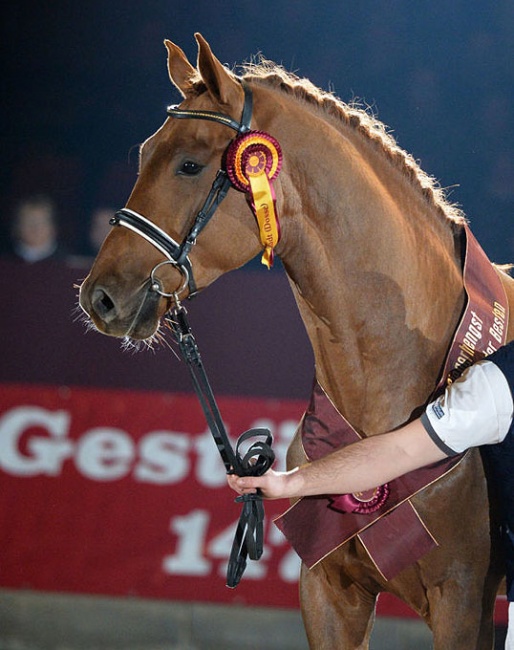 Don Royal (by Don Juan de Hus x Rubin Royal), champion of the 2016 DSP Licensing :: Photo © Bjorn Schroeder