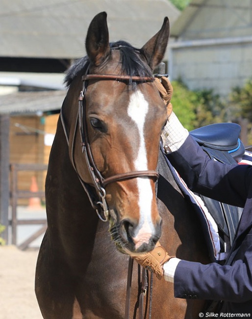 Lateral flexion of the poll to the left without using the reins :: Photo © Silke Rottermann