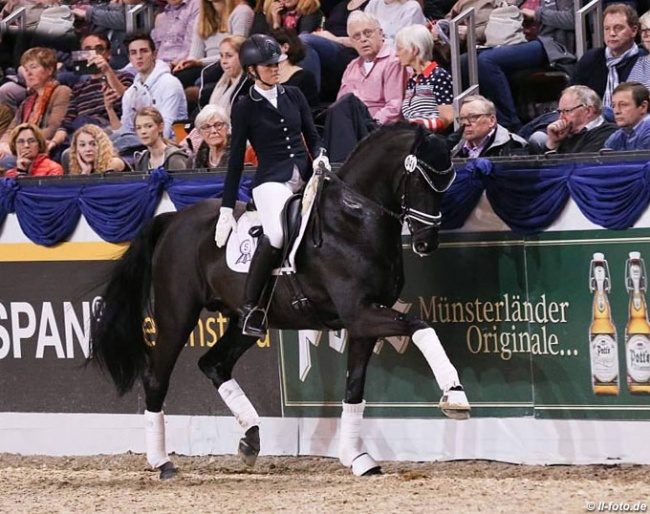 Zonik One at the 2018 CDN Munster stallion show :: Photo © LL-foto