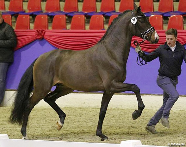 Franziskus x Concetto at the pre-selection for the 2018 Oldenburg saddle licensing :: Photo © LL-foto