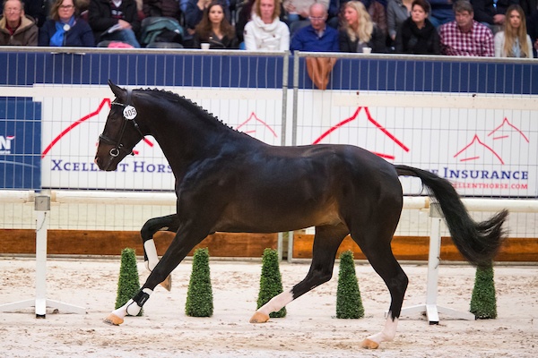 Jansen (aka James Bond) at the 2017 KWPN Stallion Licensing :: Photo © Digishots